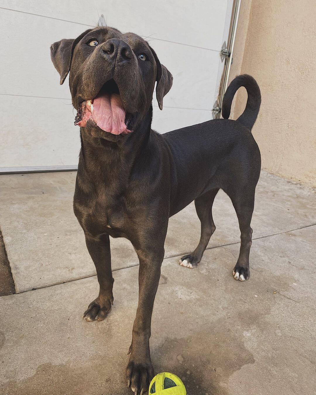 Photo of a dark brown Cane Corso Pitbull mixed dog.