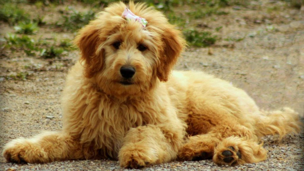 Photo of a yellow Goldendoodle laying on the ground.