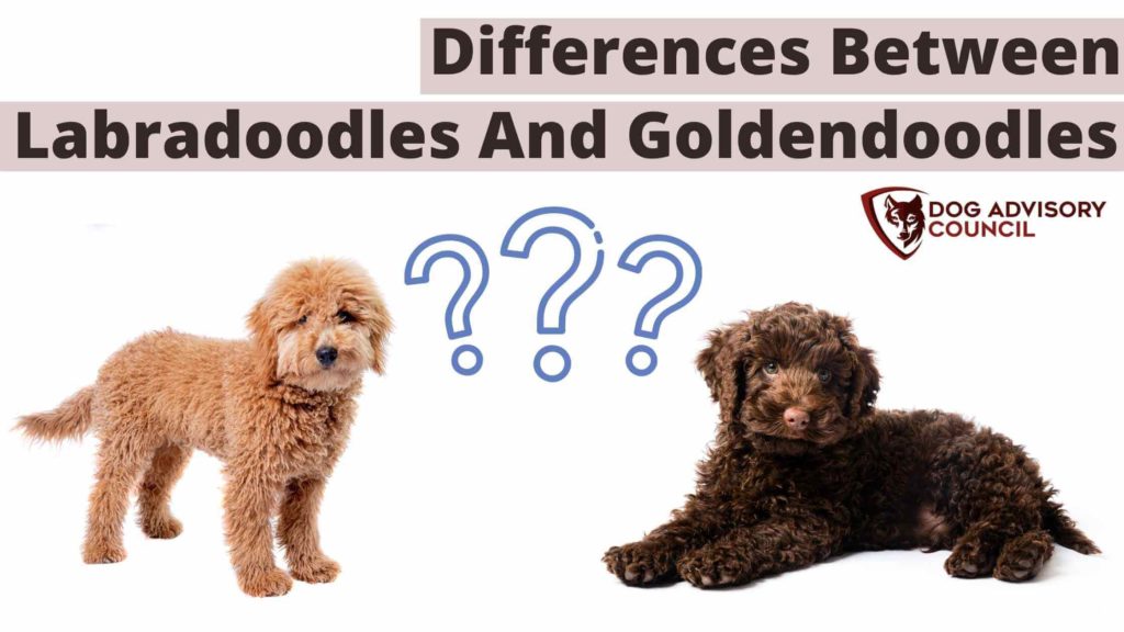 Difference Between Labradoodle and Goldendoodle. Photo of a Goldendoodle and a labradoodle.