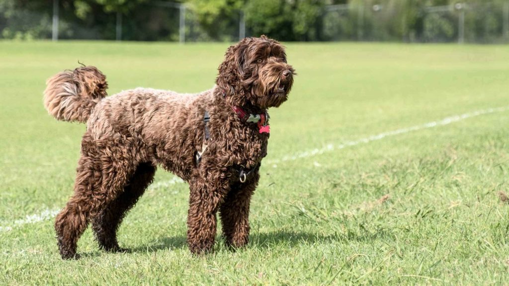 Photo of a brown Labradoodle on a grass field.