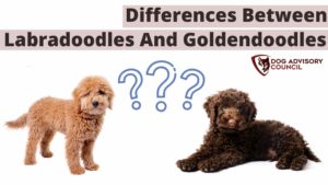 Difference Between Labradoodle and Goldendoodle