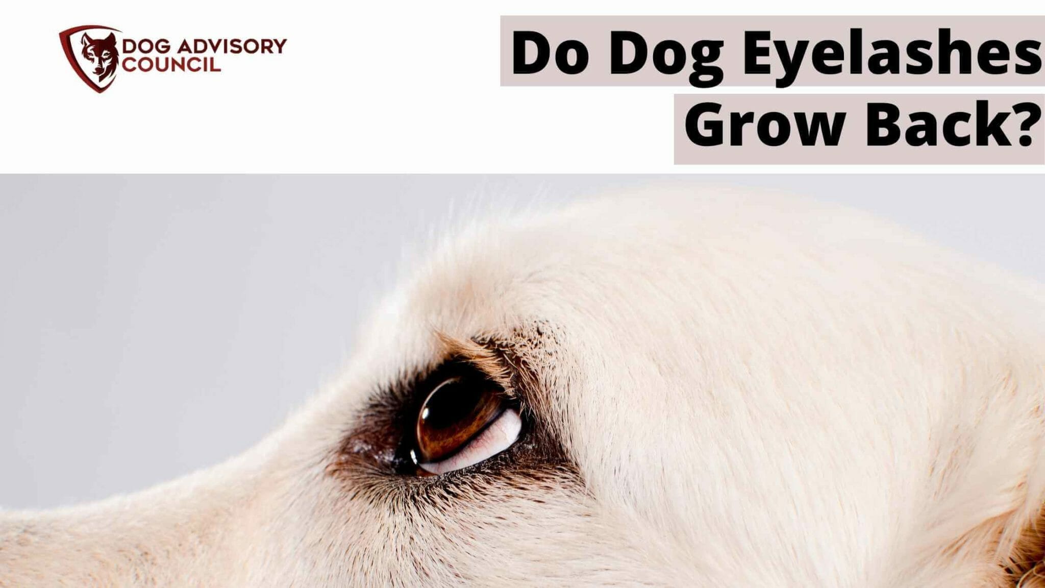 Do Dog Eyelashes Grow Back? (Explained) Dog Advisory Council