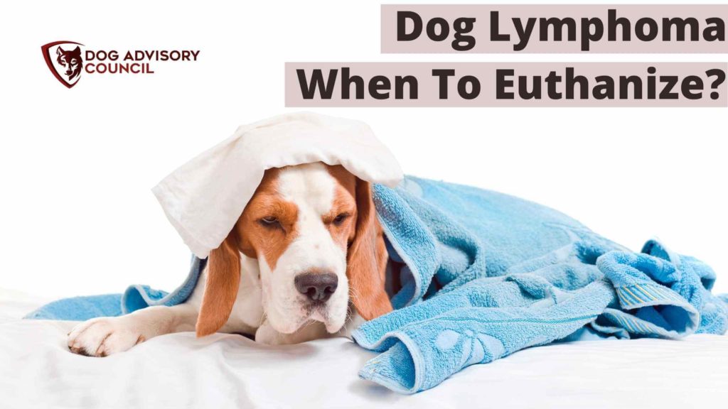 Dog Lymphoma When To Euthanize? Photo of a dog very sick with lymphoma.