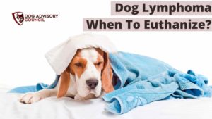 Dog Lymphoma When To Euthanize