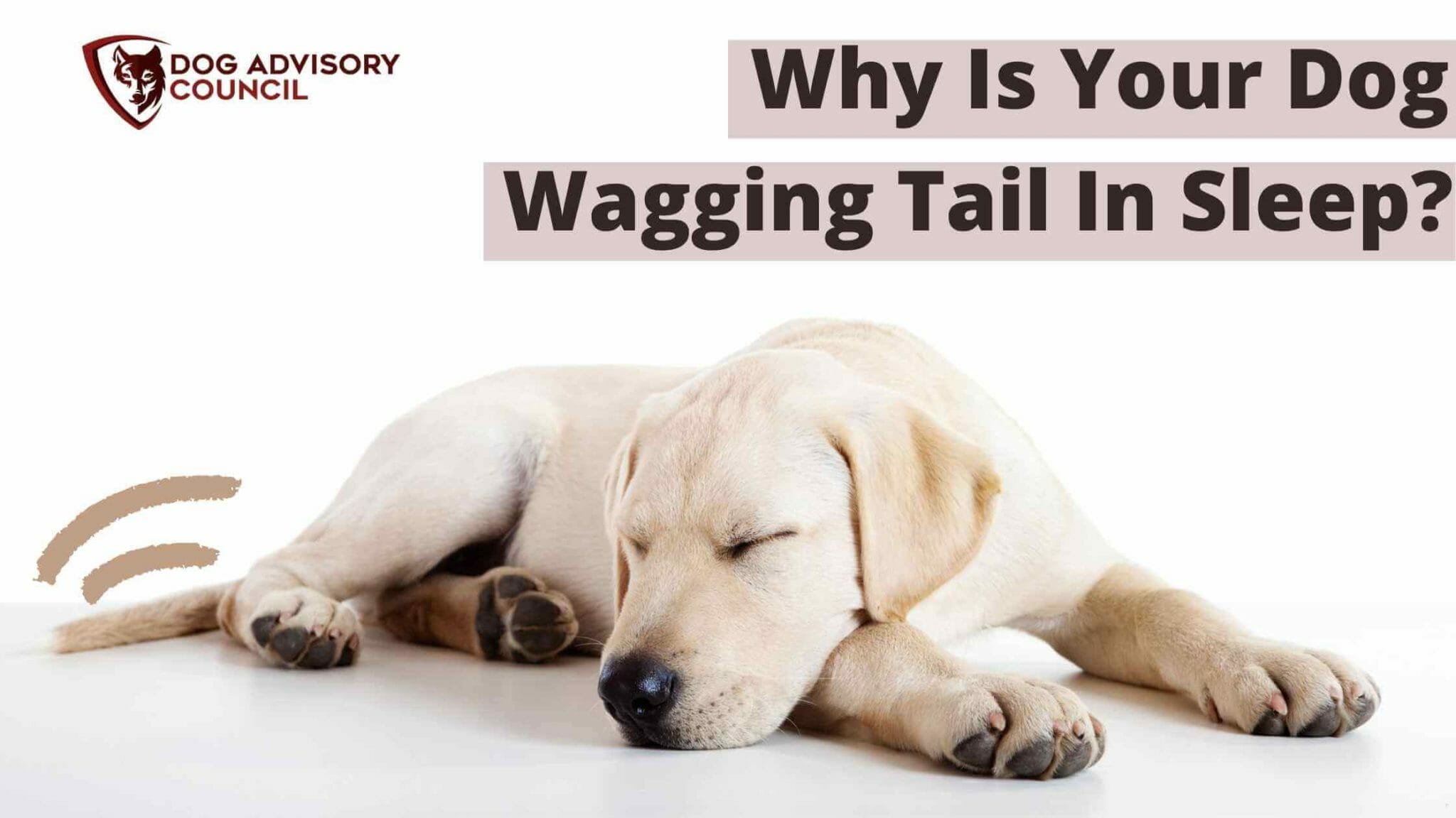 Discover Why Is Your Dog Wagging Tail In Sleep | Dog Advisory Council