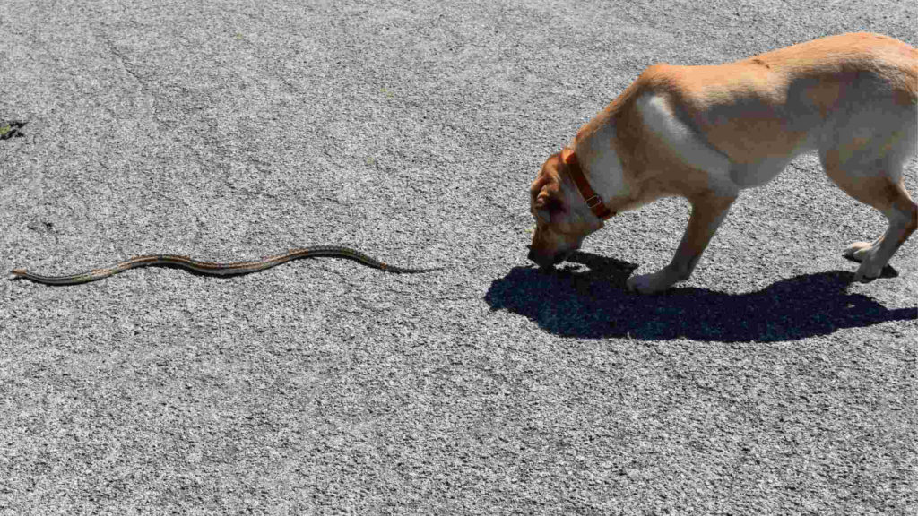 Photo of a dog sniffing the tail of a copperhead snake.