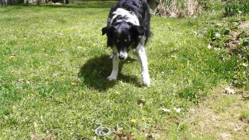 Photo of a dog looking at a copperhead snake.