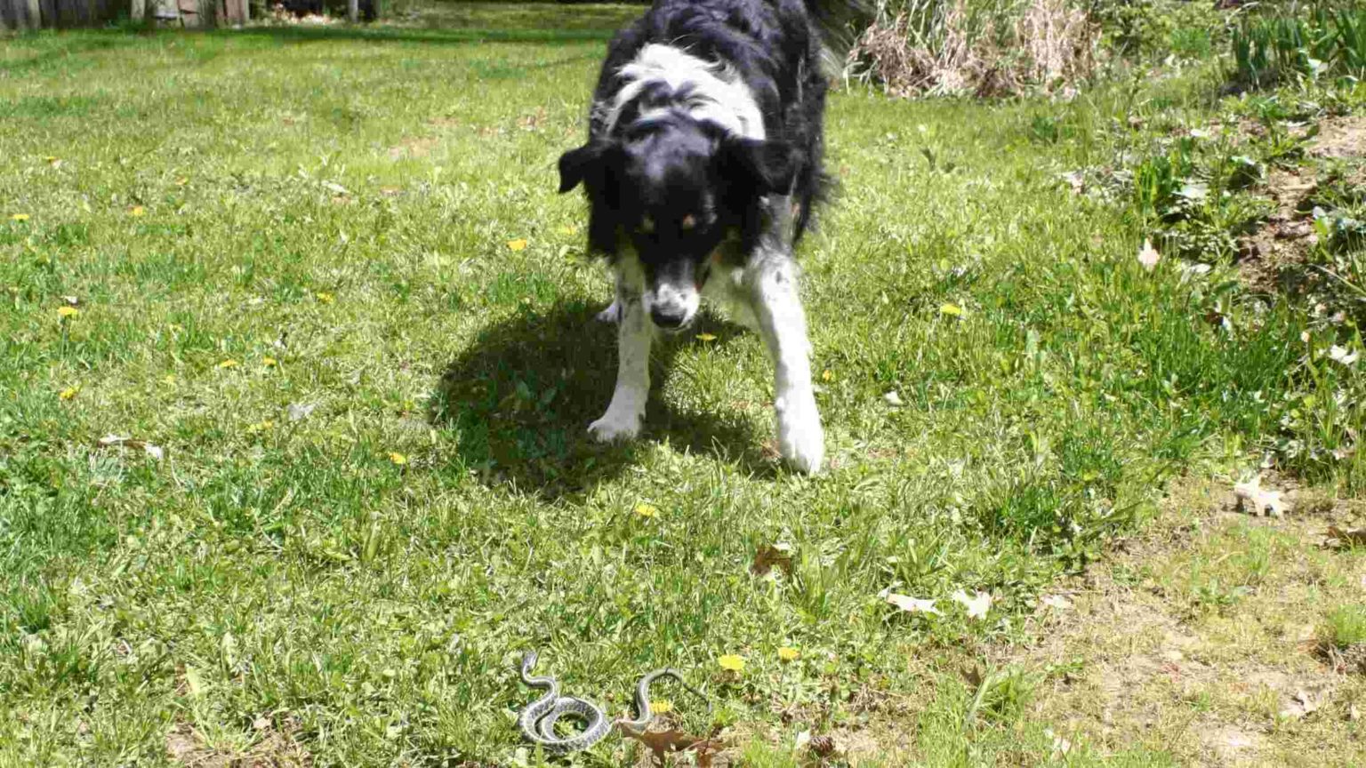 My Dog Was Bitten By A Copperhead Snake What To Do? Dog Advisory