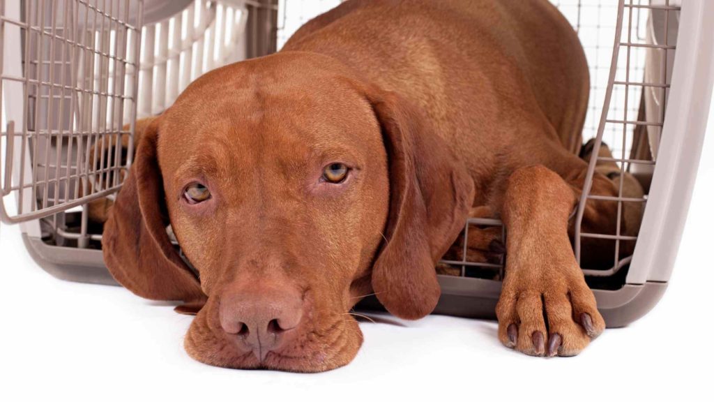 Photo of a dog laying inside of a crate.