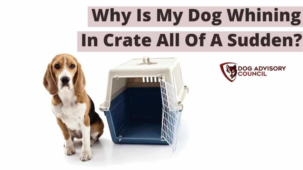 Dog Whining In Crate All Of A Sudden. Photo of a dog sitting with a crate by its side.