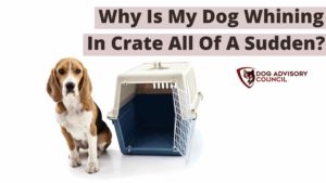 Dog Whining In Crate All Of A Sudden