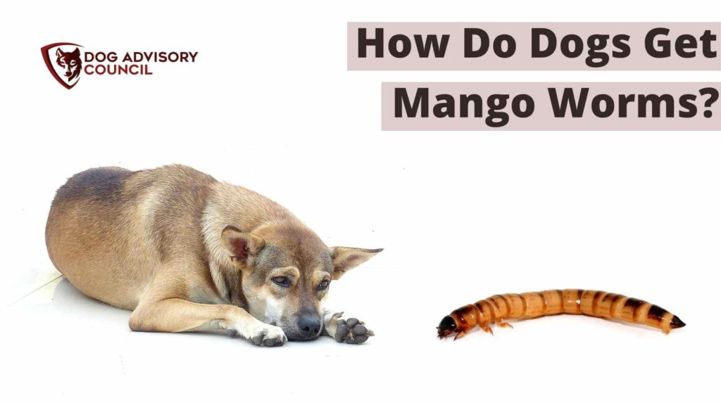 How Do Dogs Get Mango Worms? Photo of a dog and a mango worm.