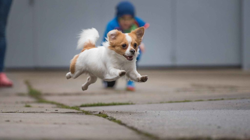 Photo of a Chihuahua running fast.