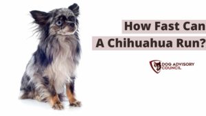 How Fast Can a Chihuahua Run