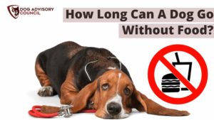 How Long Can A Dog Go Without Food