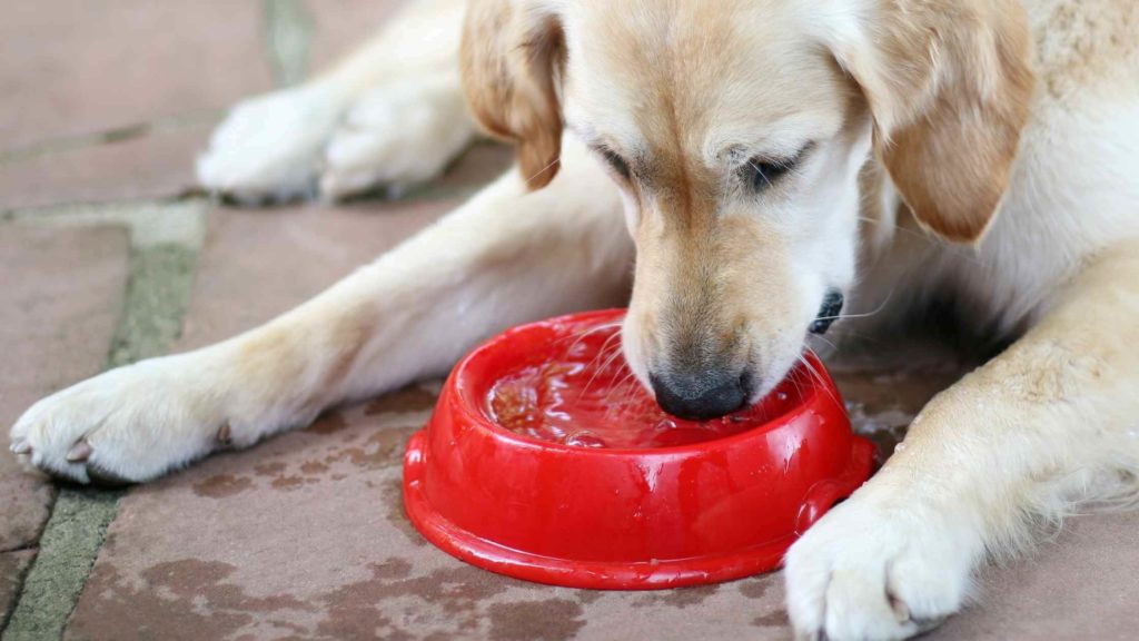 Photo of a dog drinking water.