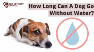 How Long Can A Dog Go Without Water