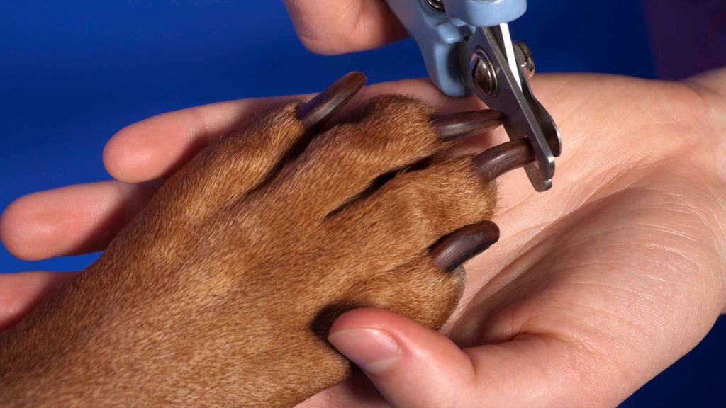 Photo of a dog owner cutting his dog's long nails.