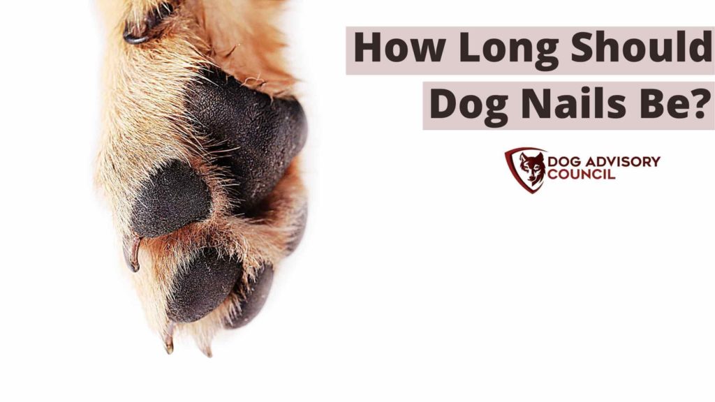 How Long Should Dog Nails Be? Photo of a dog paw with long dog nails.