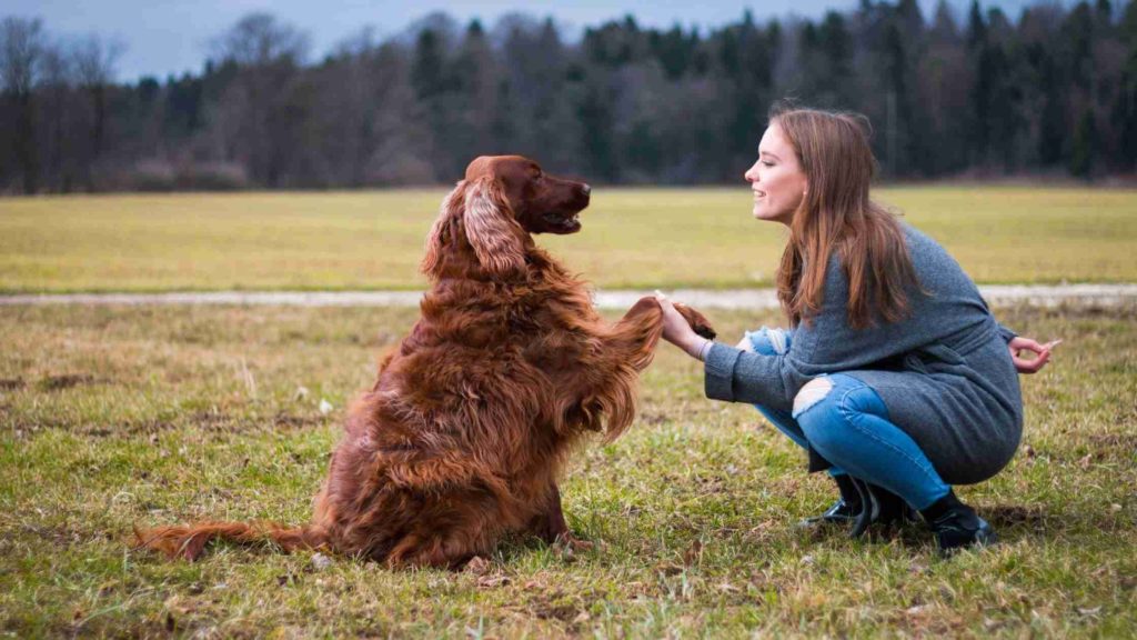 Photo of a dog owner training her protection dog.