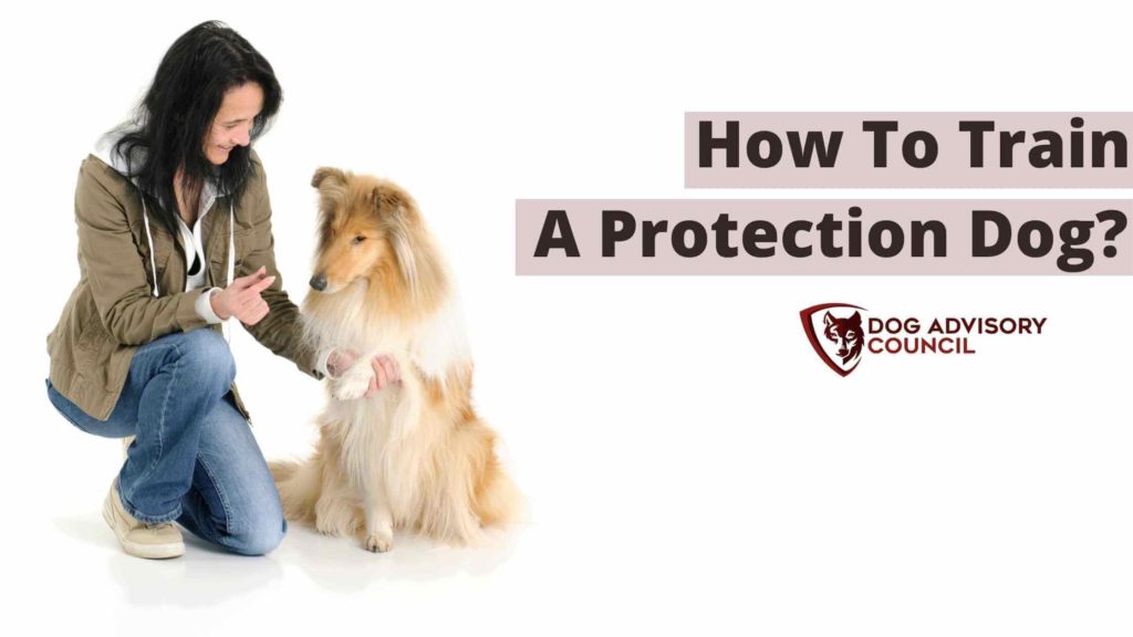 how to train your rottweiler to protect you