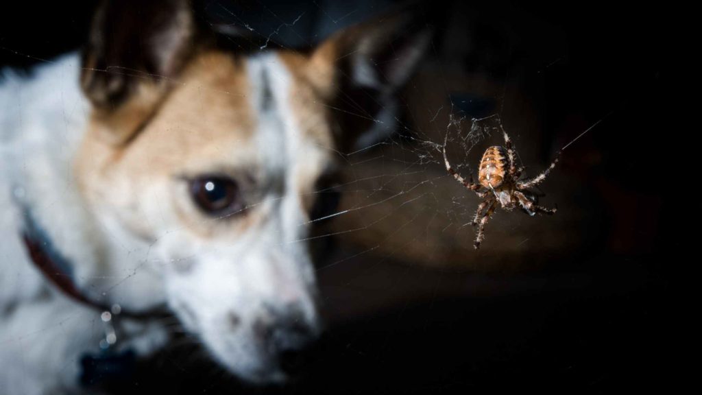 Photo of a dog looking at a spider in a web.