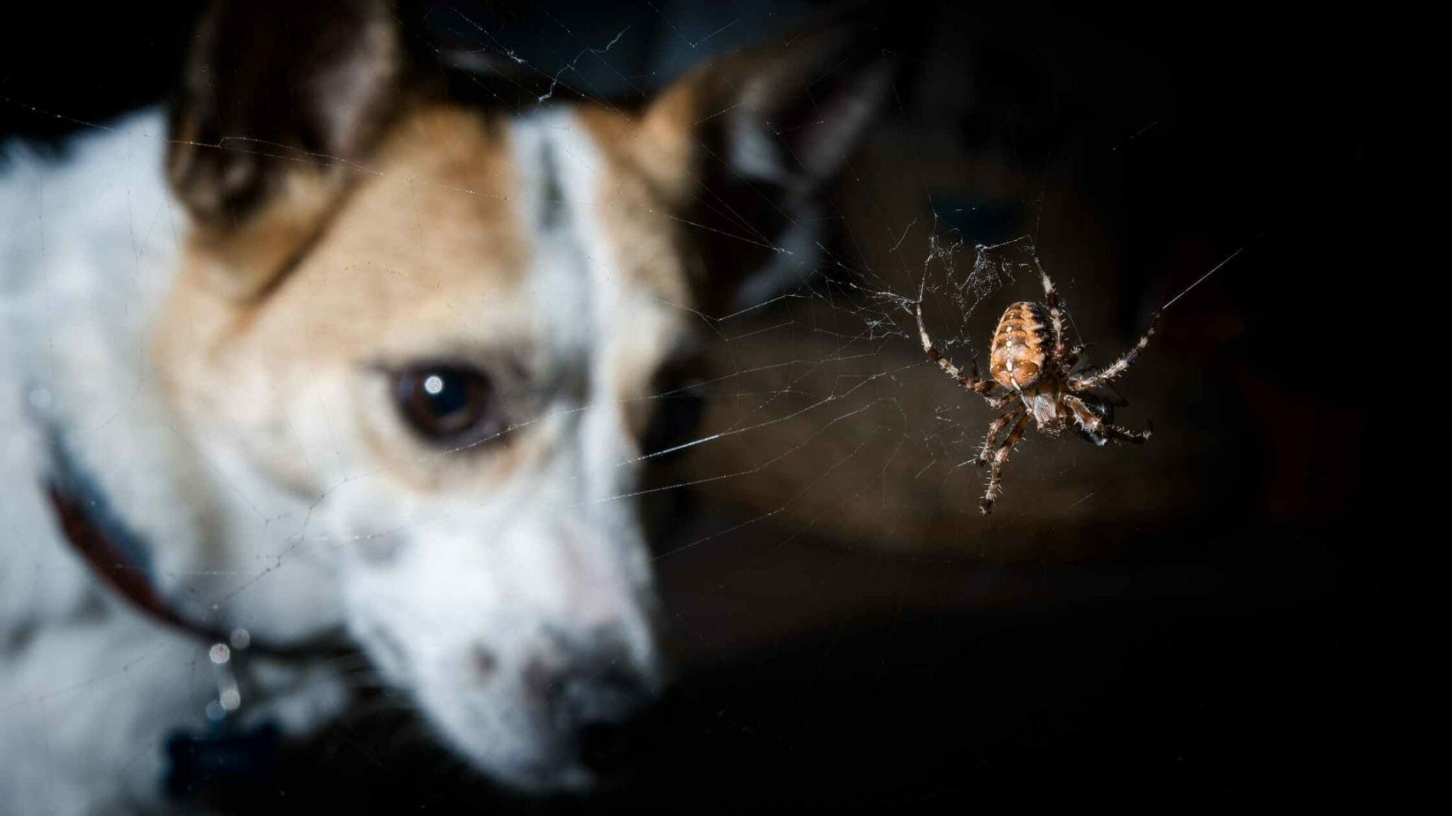 My dog ate a spider What Should I Do? Dog Advisory Council