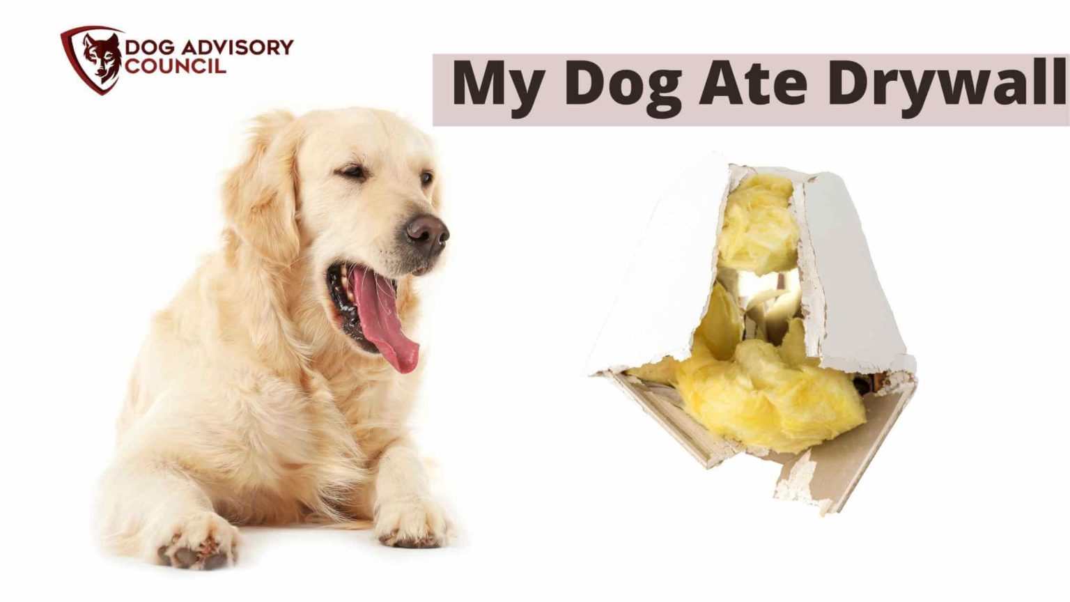 My Dog Ate Drywall, What Do I Do? | Dog Advisory Council