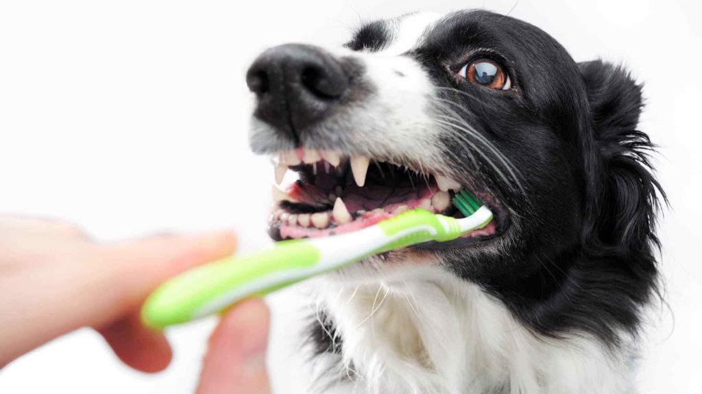 Photo of a dog with his owner cleaning his teeth with a toothbrush.