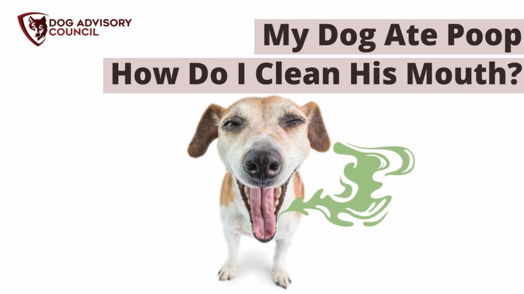 My Dog Ate Poop How Do I Clean His Mouth? Dog Advisory Council