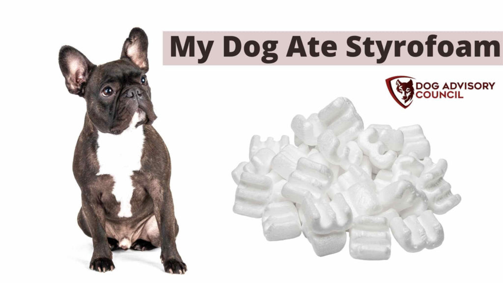 Dog ate 2025 styrofoam cup