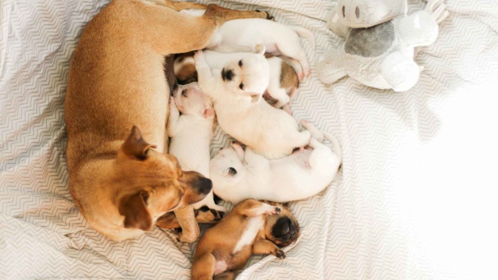 Photo of a dog mother with her newborn puppies below her.