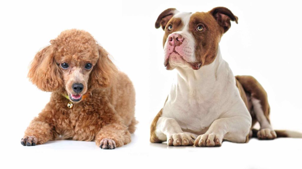 Photo of a brown Poodle laying down with a brown and white Pitbull by he's side.