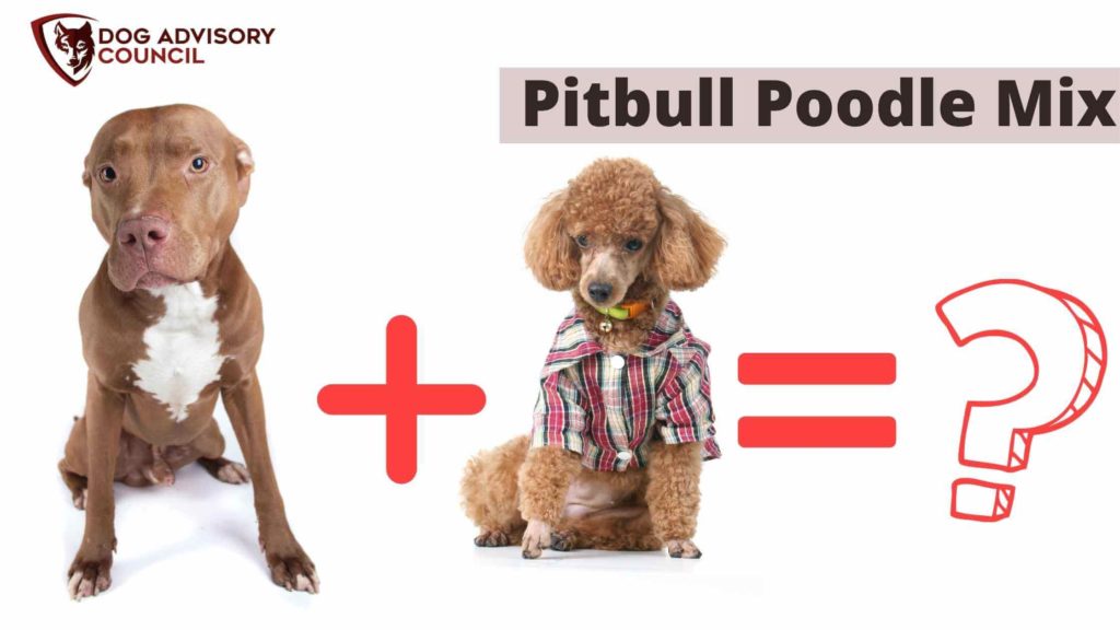 Pitbull Poodle Mix. Photo of a Pitbull and a Poodle side by side.