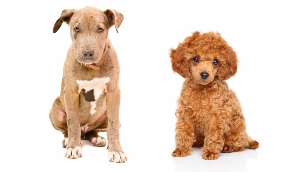 Photo of a Pitbull puppy and a Poodle puppy sitting down.