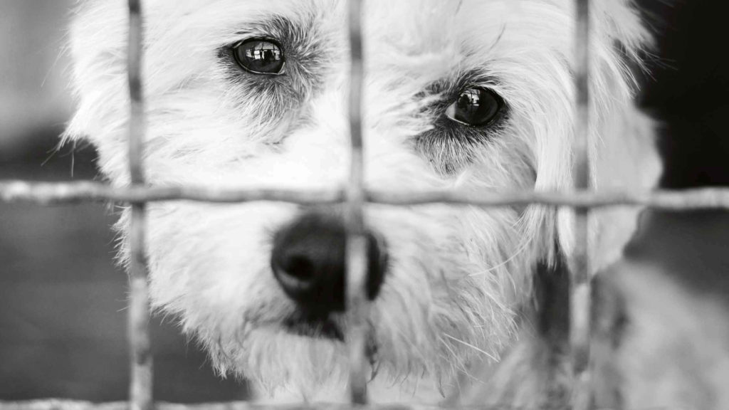 Photo of a sad dog behind bars.