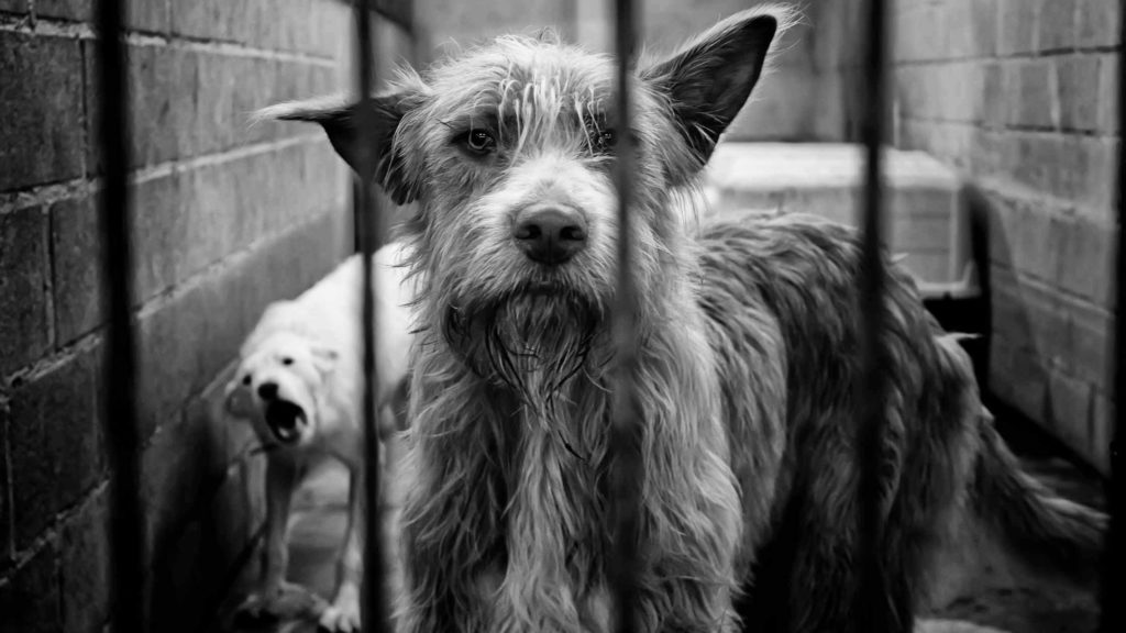 Black and white photo of two dogs in a kennel.