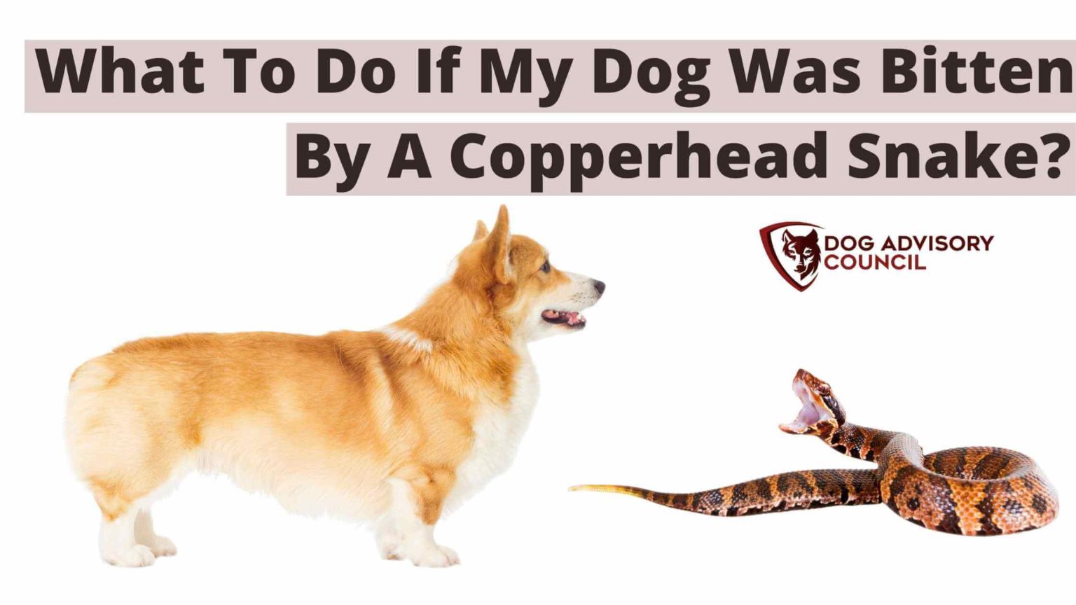My Dog Was Bitten By A Copperhead Snake What To Do? Dog Advisory