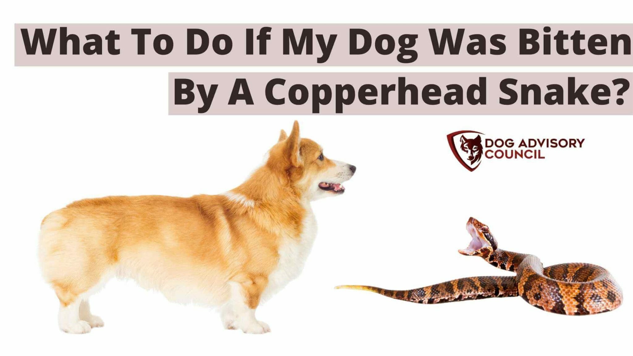 My Dog Was Bitten By A Copperhead Snake What To Do? Dog Advisory
