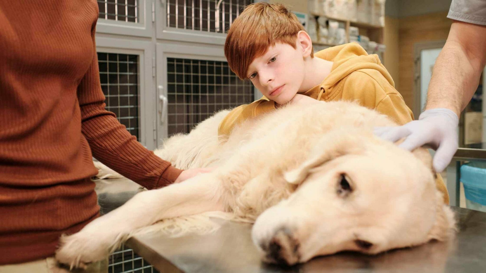 When to Put Down a Dog with Degenerative Myelopathy? Dog Advisory Council