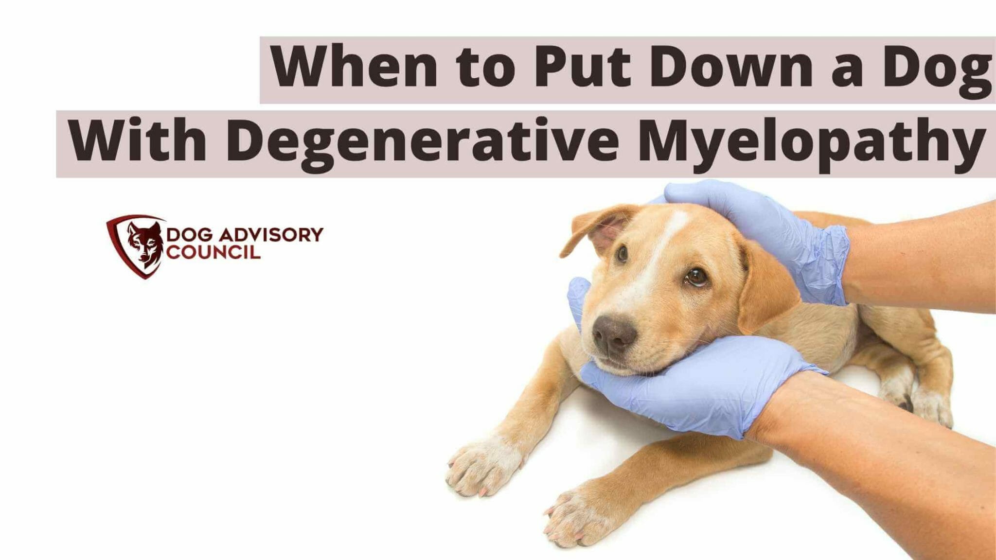 When to Put Down a Dog with Degenerative Myelopathy? | Dog Advisory Council