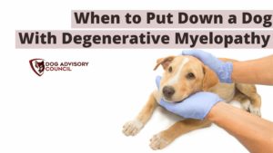 When to Put Down a Dog with Degenerative Myelopathy