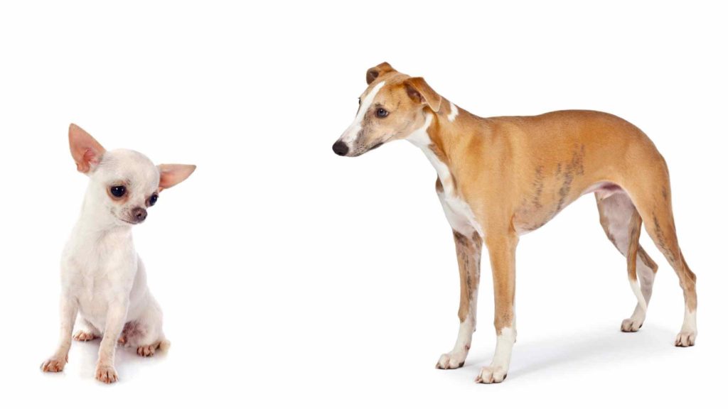 Photo of a faun Whippet looking to a white Chihuahua.