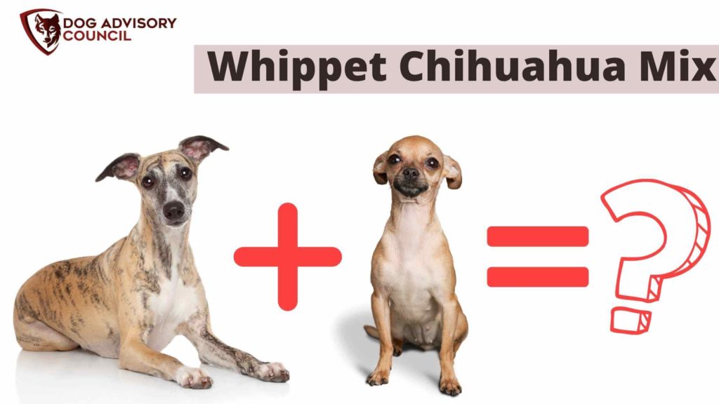 Whippet Chihuahua Mix. Photo of a Whippet and a Chihuahua side by side.