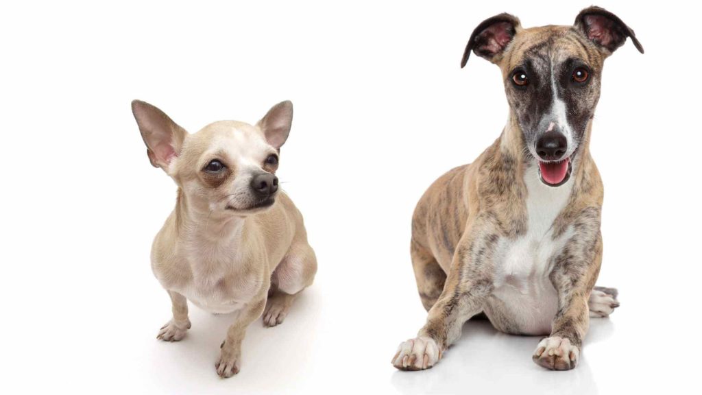 Photo of a Chihuahua and a Whippet laying down side by side.