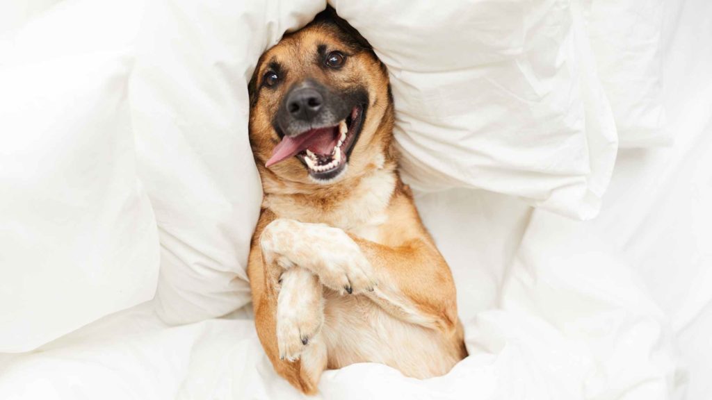 Photo of a dog laying in bed sheets.