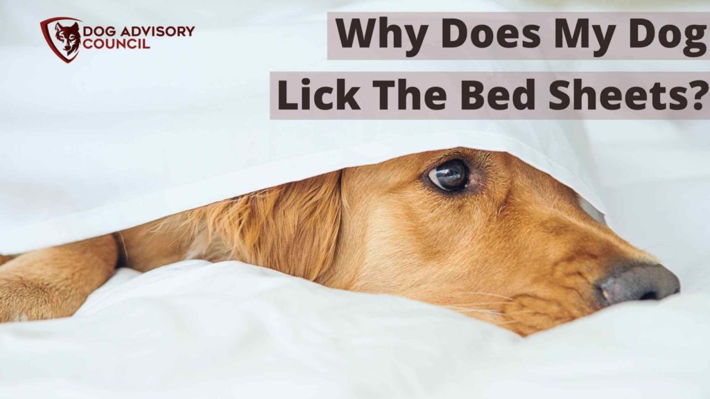 Why Does My Dog Lick The Bed Sheets? (Pillows and Blankets) Dog