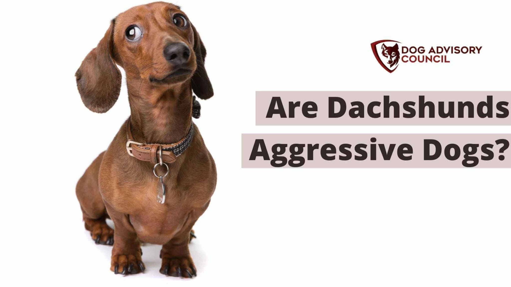 Are Dachshunds Aggressive Dogs? What Can You Do? Dog Advisory Council