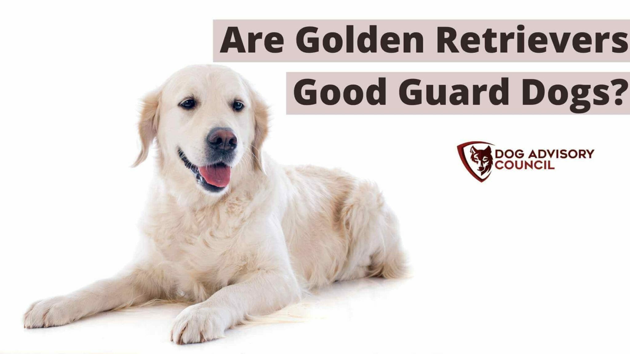 Are Golden Retrievers Good Guard Dogs? Will They Protect Their Owners