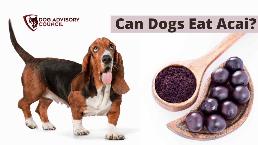 Can Dogs Eat Acai? Photo of a dog with Acai berries and Acai powder by its side.